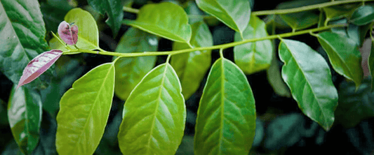 Better Energy: Experience the Power of Guayusa - Watt Water